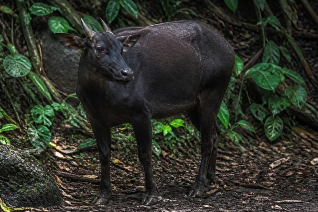 Ebenholzfarbenes Fell — Tiefland-Anoa