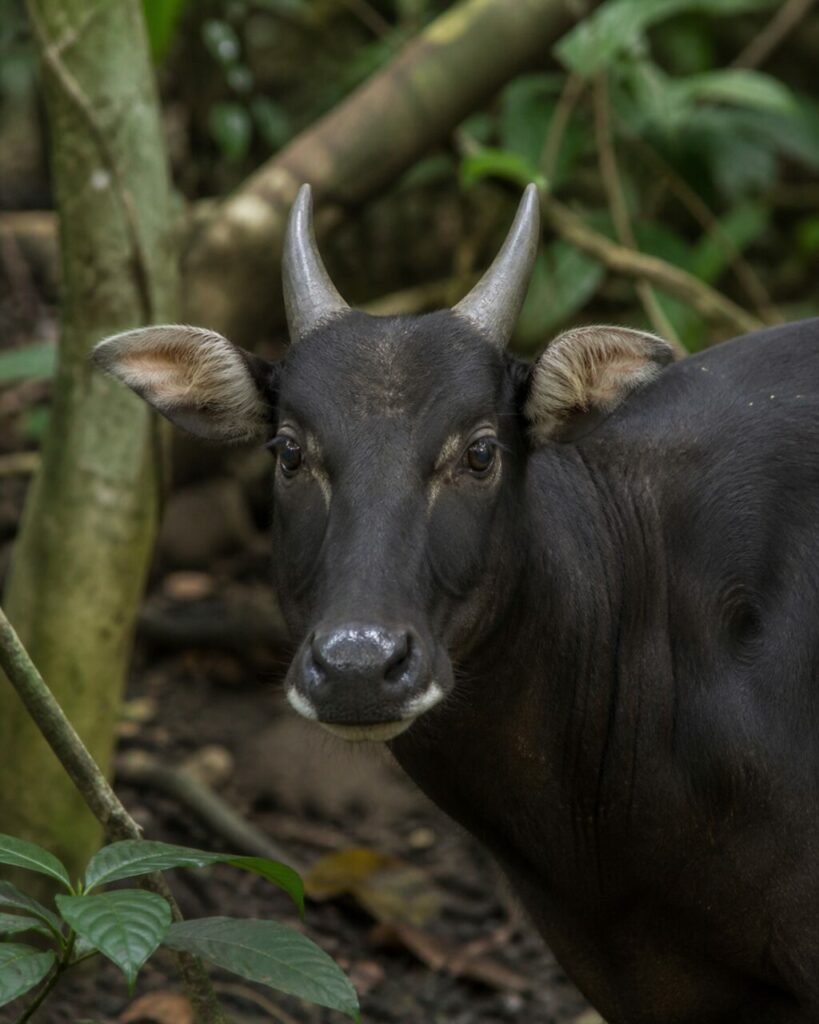 Kleine dunkle Hörner — Tiefland-Anoa