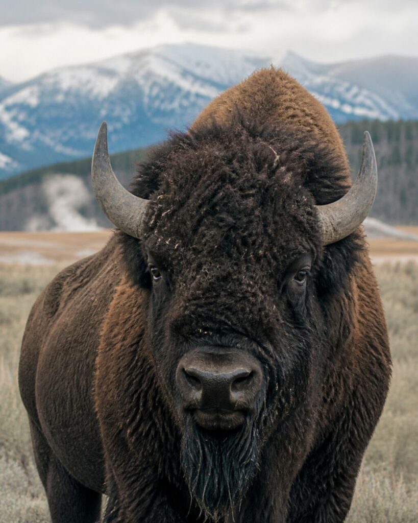 Stirnbuckel, kompakte Hörner — Amerikanischer Bison