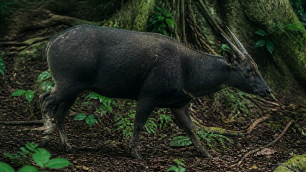 Gang im Regenwald — Tiefland-Anoa
