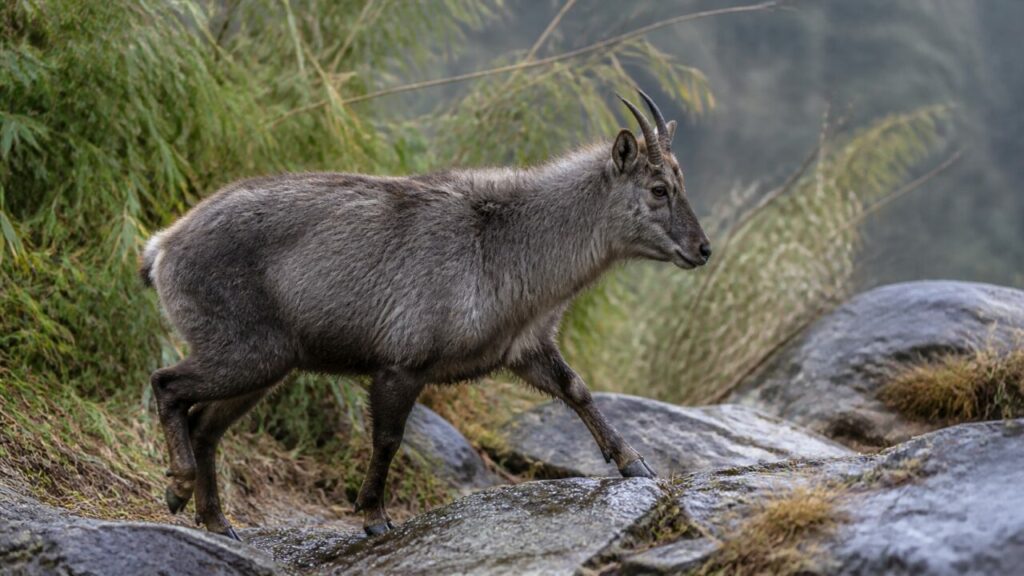 Nasse Felspassage — Chinesischer Goral