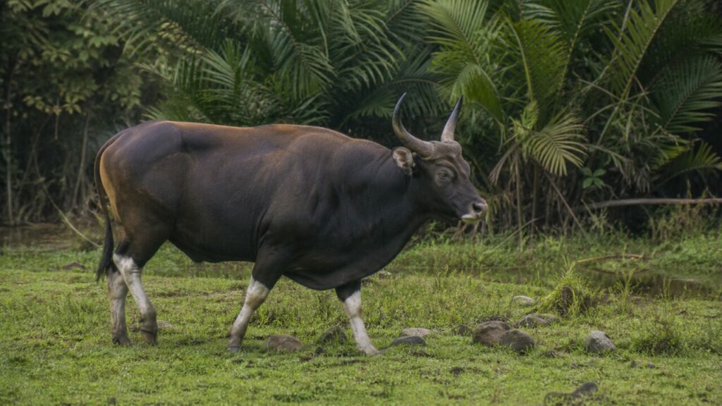 Weiße Fesseln — Banteng