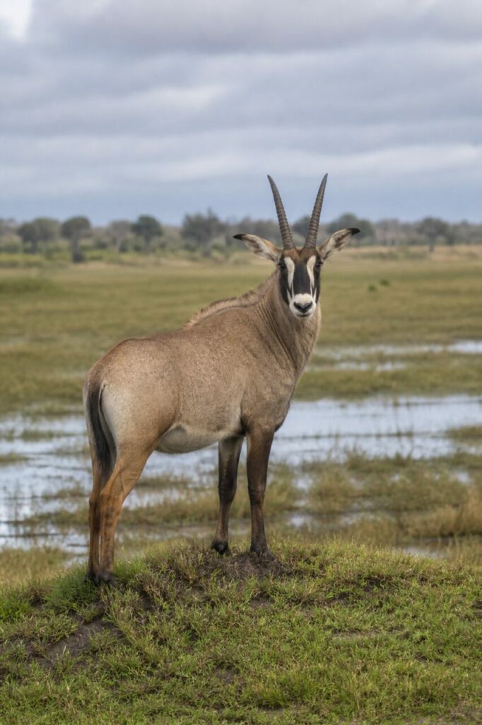 Rotbrauner Mähnenkamm — Pferdeantilope