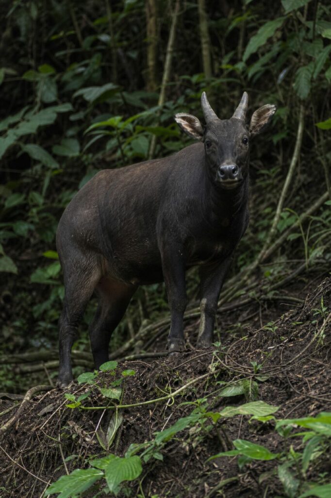 Schlammiger Aufstieg — Tiefland-Anoa