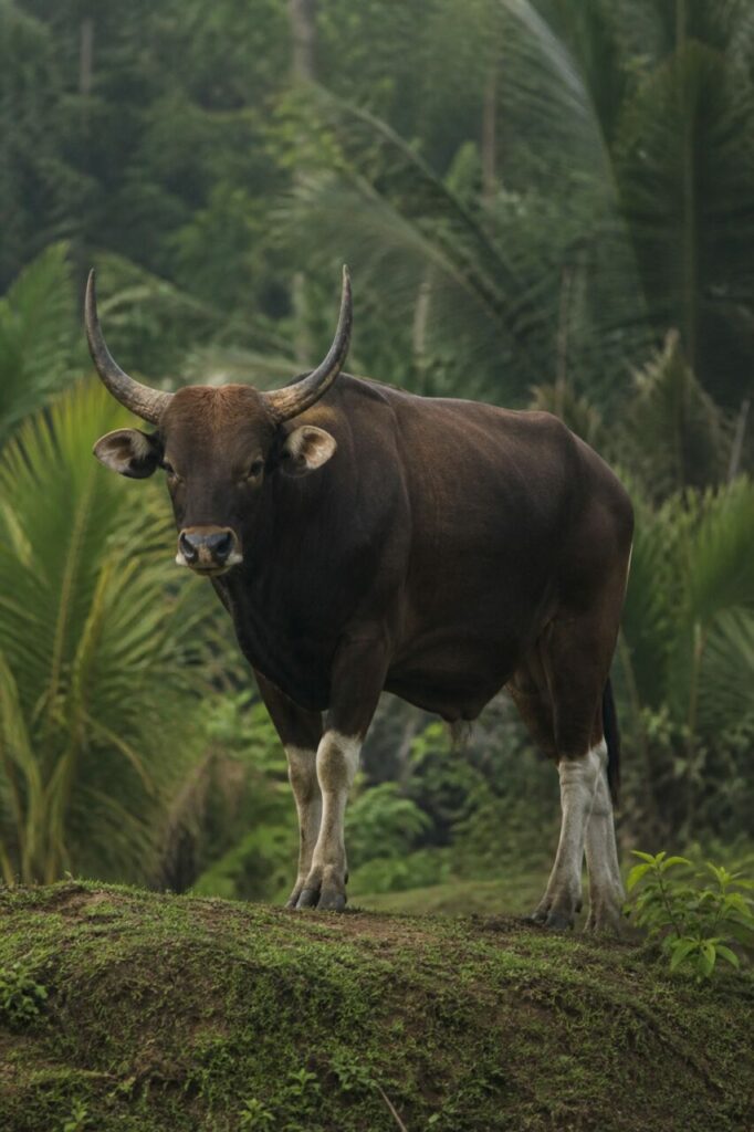 Kontrastreiche Schnauze — Banteng