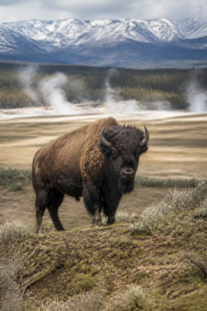 Mineraldampf, wuchtiger Tritt — Amerikanischer Bison