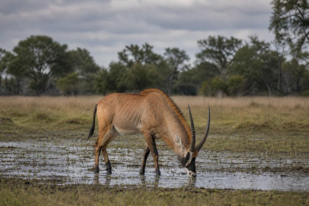 Trinken im Flachwasser — Pferdeantilope