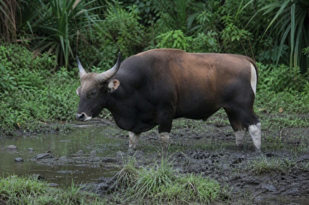 Heller Spiegel — Banteng