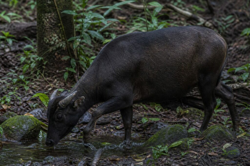 Trinkt am Waldbach — Tiefland-Anoa