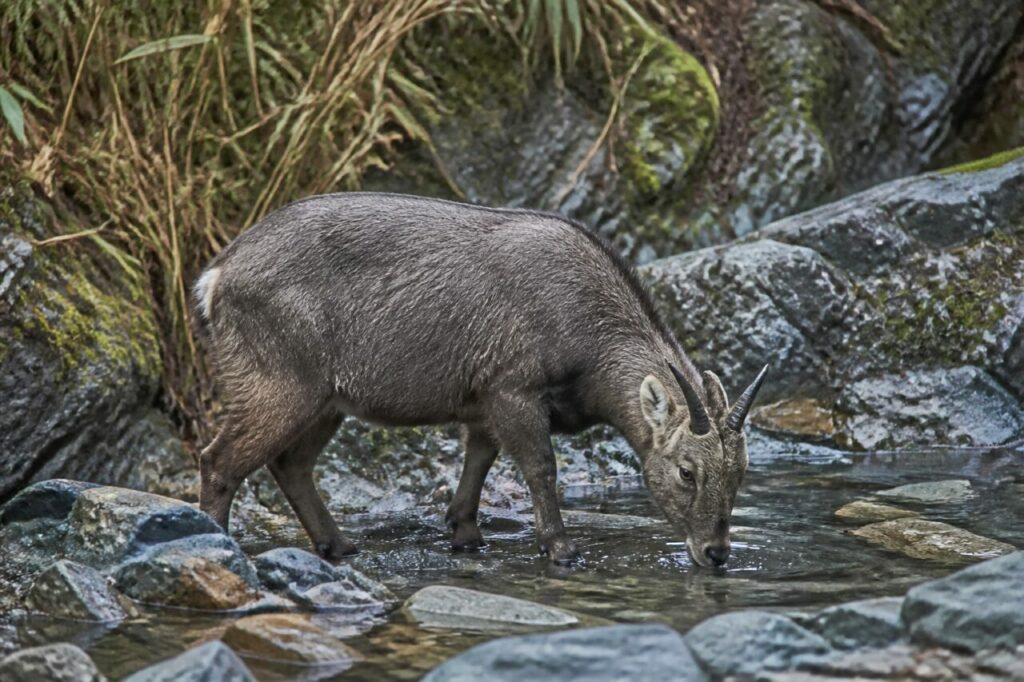 Schluck am Felsbecken — Chinesischer Goral