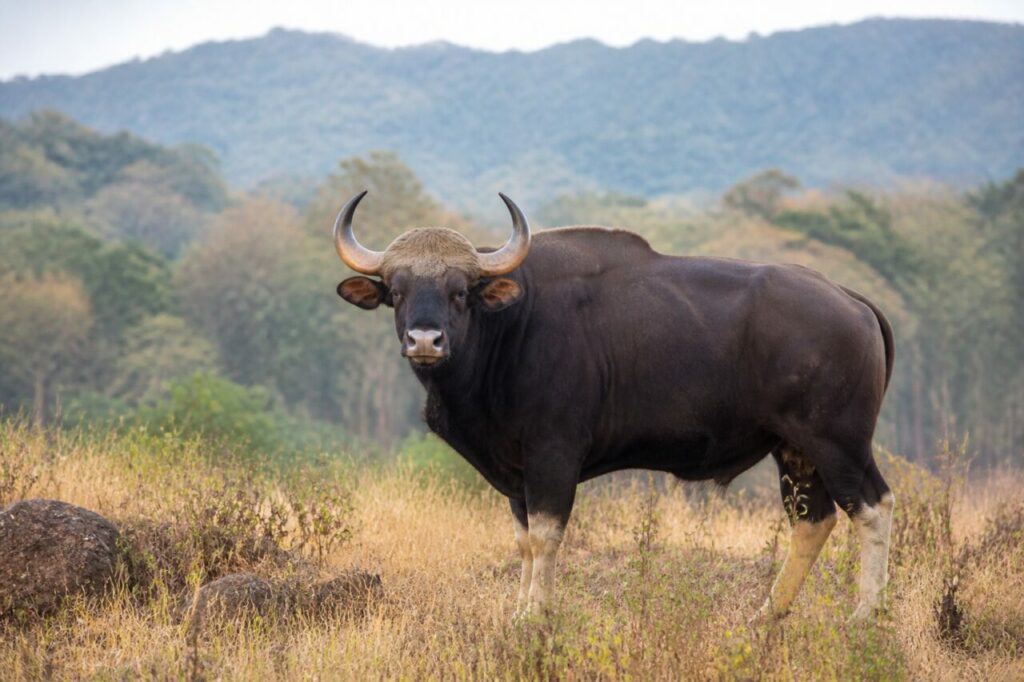 Gewaltiger Rinderkörper — Gaur