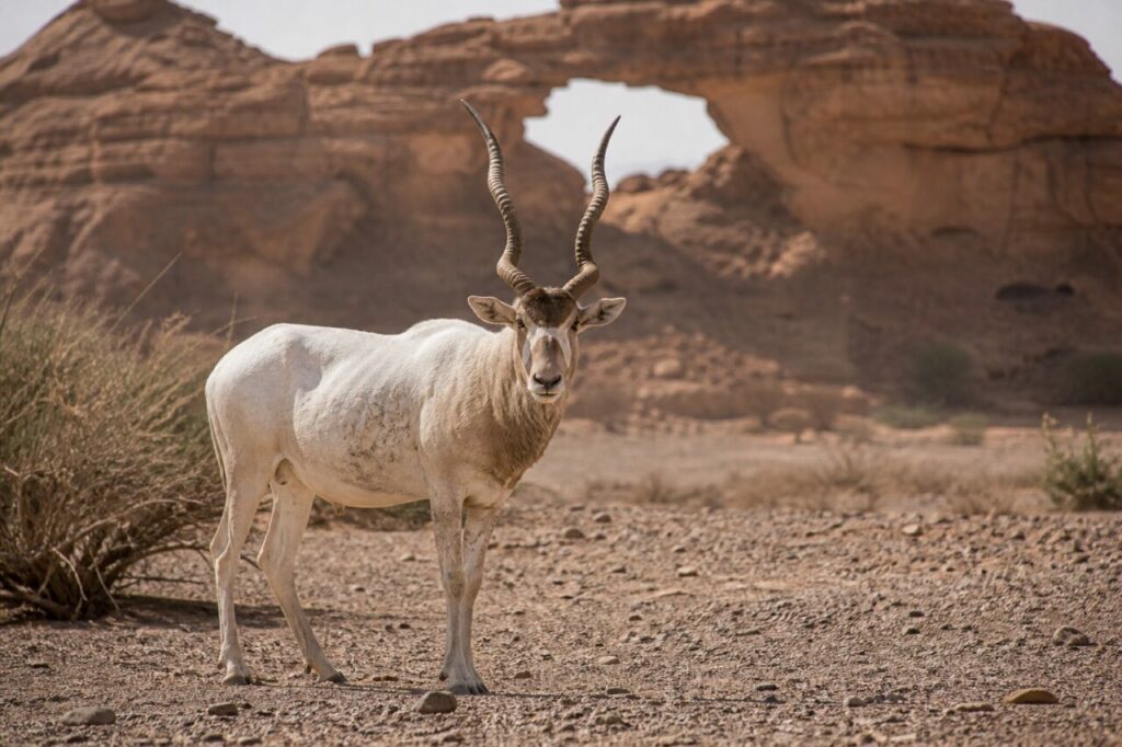 Helles Haarkleid, Felsbogen — Mendesantilope