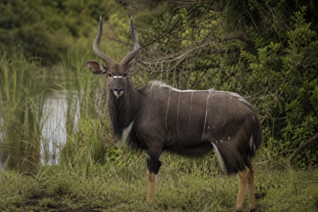 Feine Flankenstreifen — Nyala