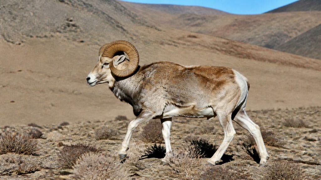 Steppenschritt — Argali
