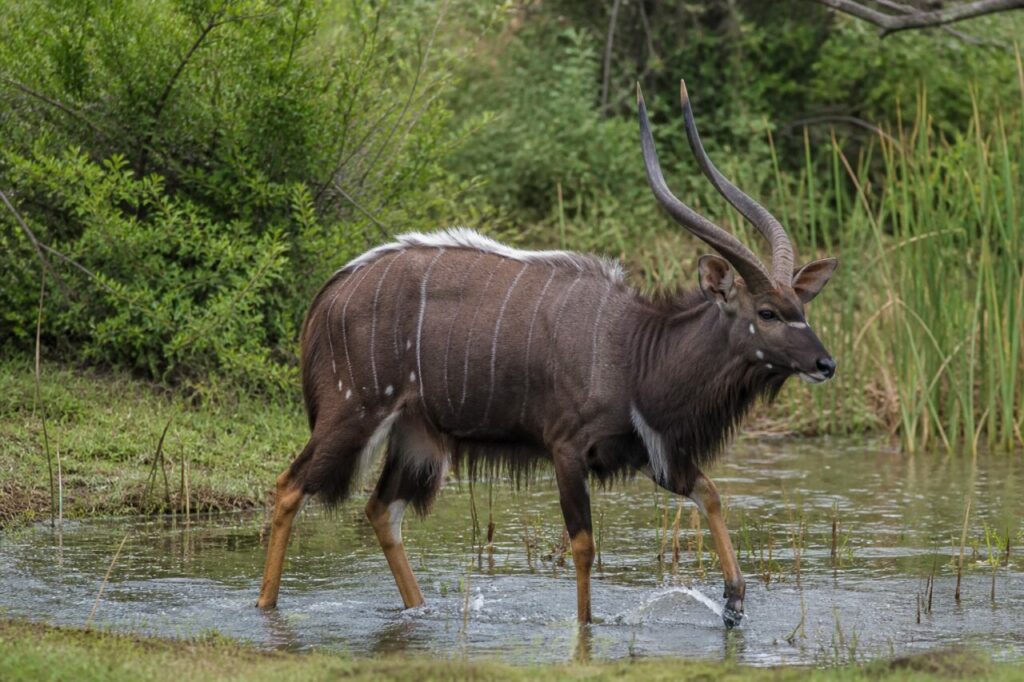 Hufe spritzen Wasser — Nyala