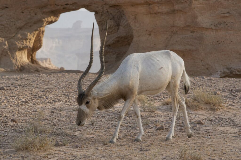 Gesenkte Schnauze, lockeres Geröll — Mendesantilope