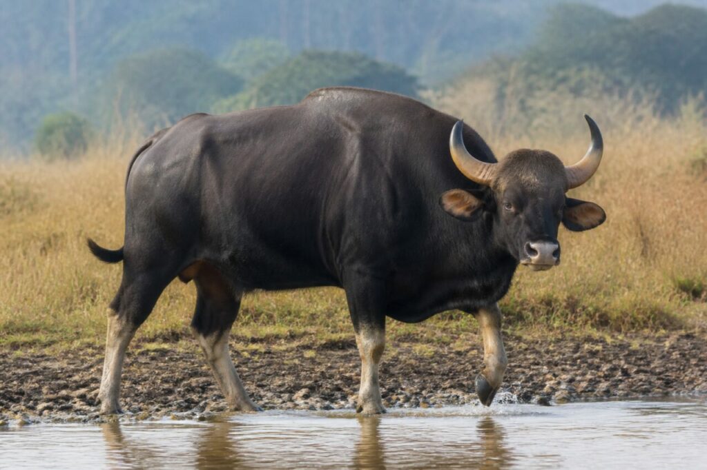 Aufgewühlte Furt — Gaur