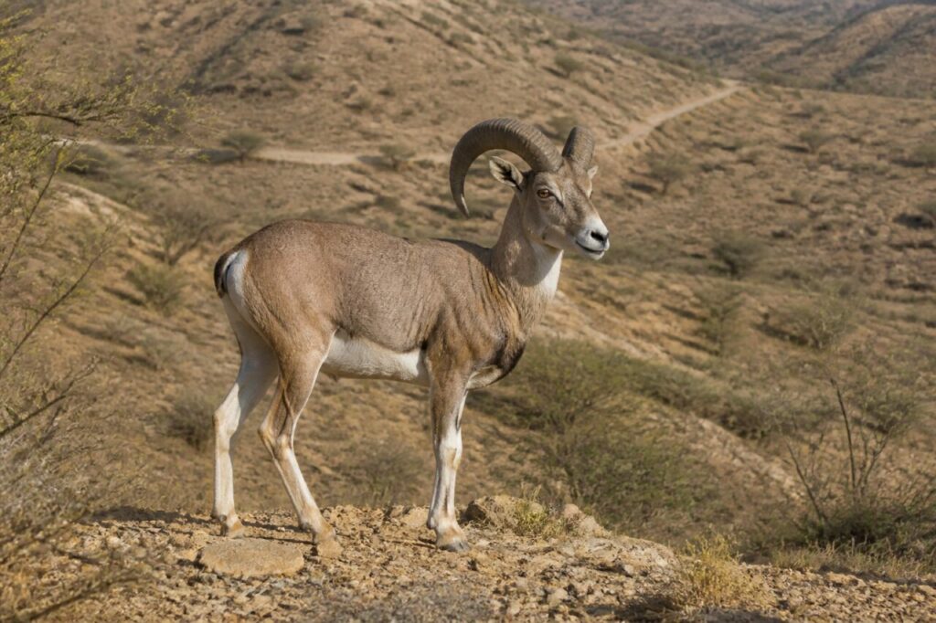 Staubiger Kamm unter sicheren Hufen — Urial