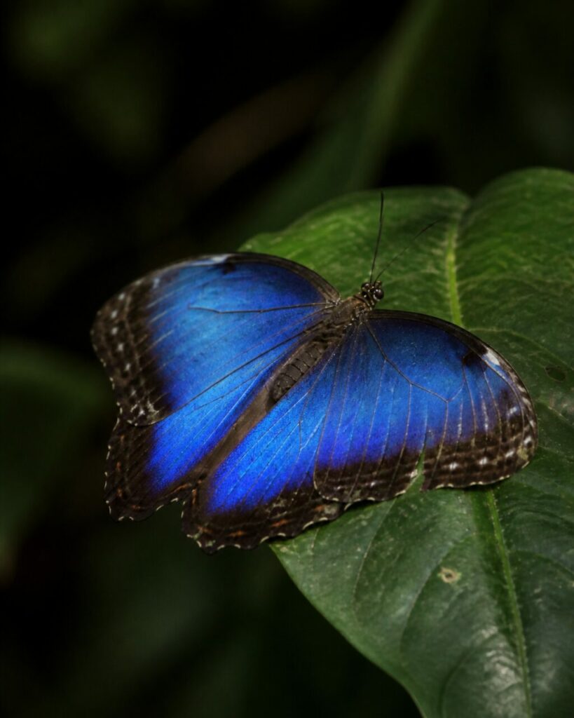 Kobaltblauer Schimmer auf geripptem Blatt — Blauer Morphofalter