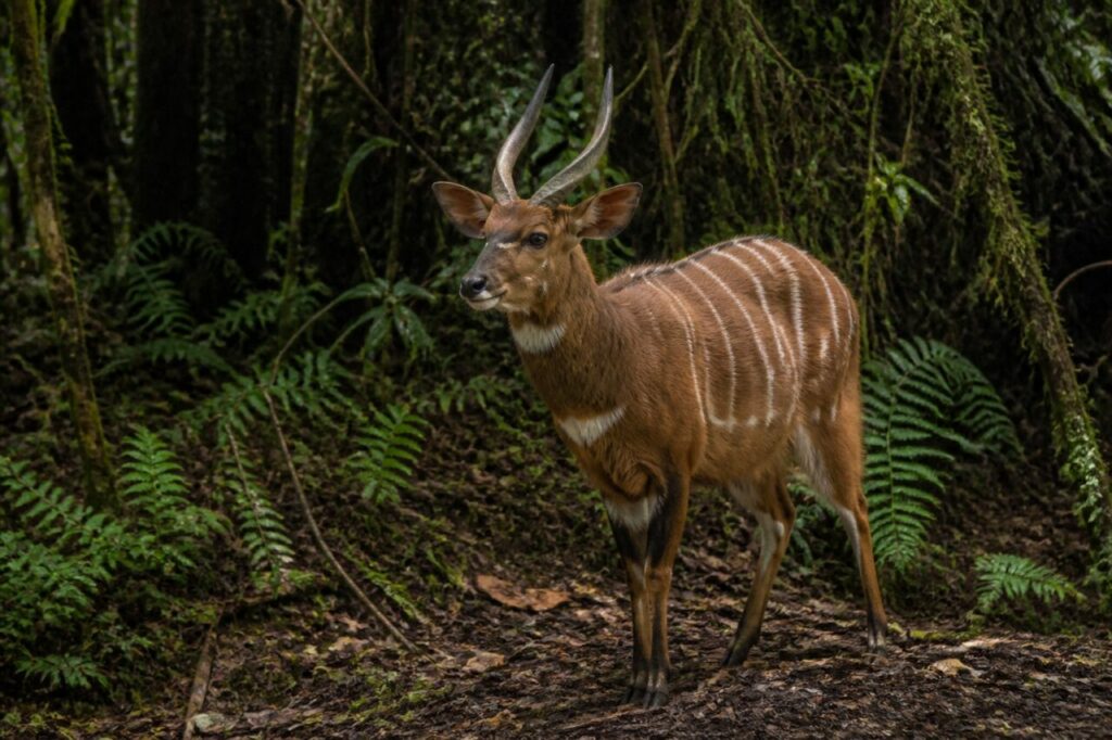 Elfenbeinstreifen im moosigen Unterwuchs — Bongo