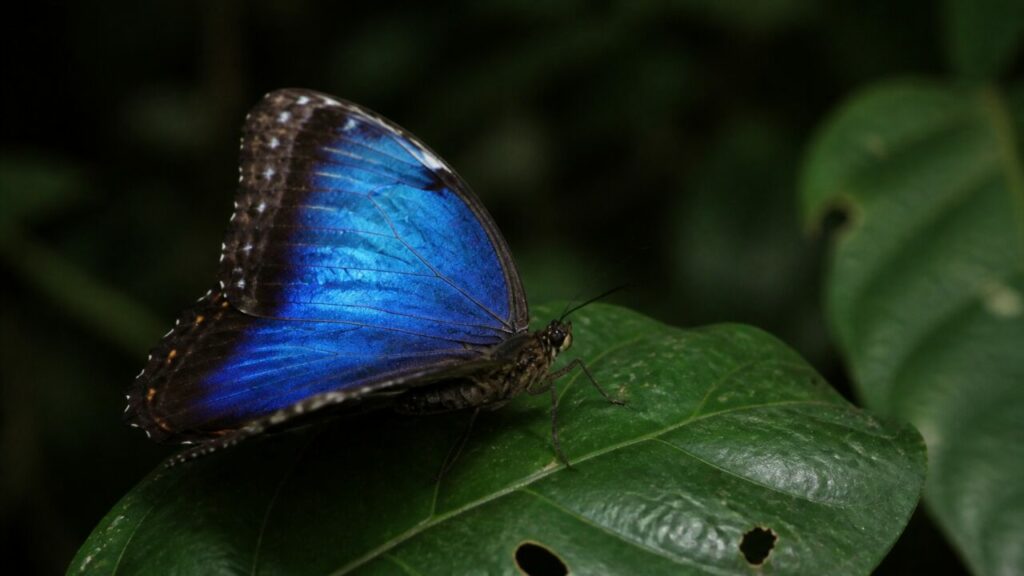 Aufgerichteter Flügel mit dunklem Saum — Blauer Morphofalter