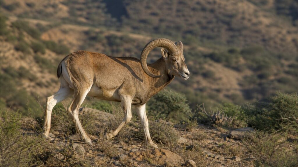 Fester Tritt durch Steine und Buschwerk — Urial