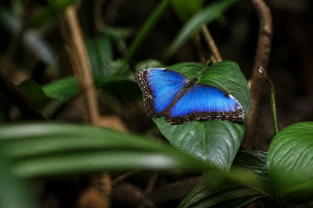 Azurglanz zwischen Tropenblättern — Blauer Morphofalter