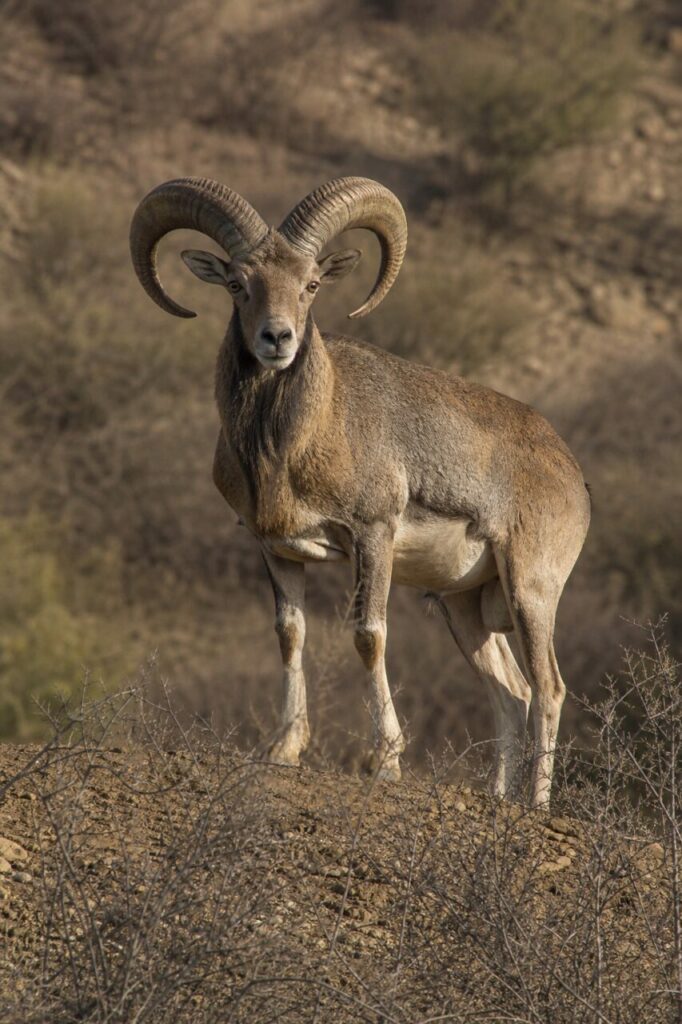 Gleichmäßige Hornkrone über Dorngebüsch — Urial