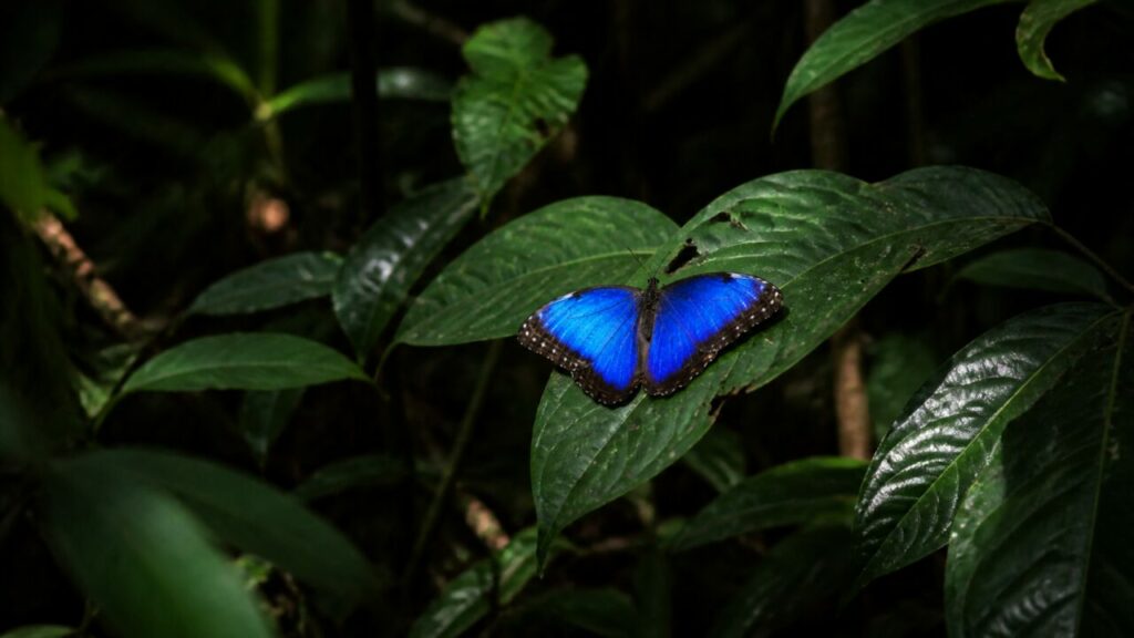 Geöffnete Kobaltflügel am glänzenden Blatt — Blauer Morphofalter