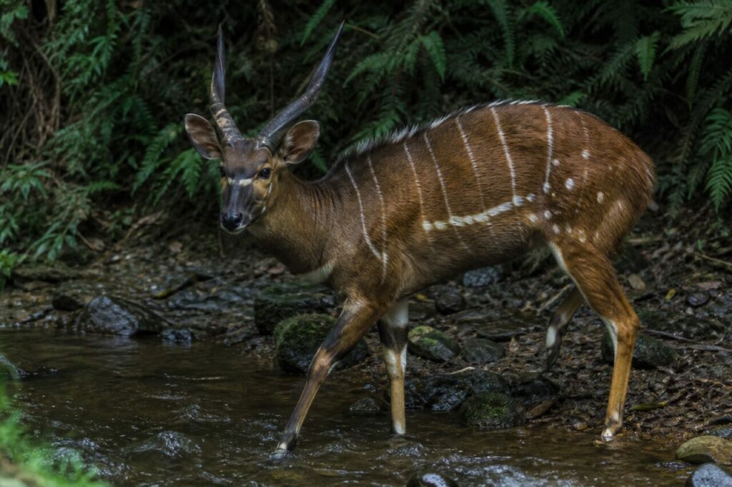 Waldbach umspült dunkle Hufe — Bongo