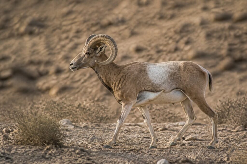 Heller Sattelfleck auf wanderndem Rücken — Urial
