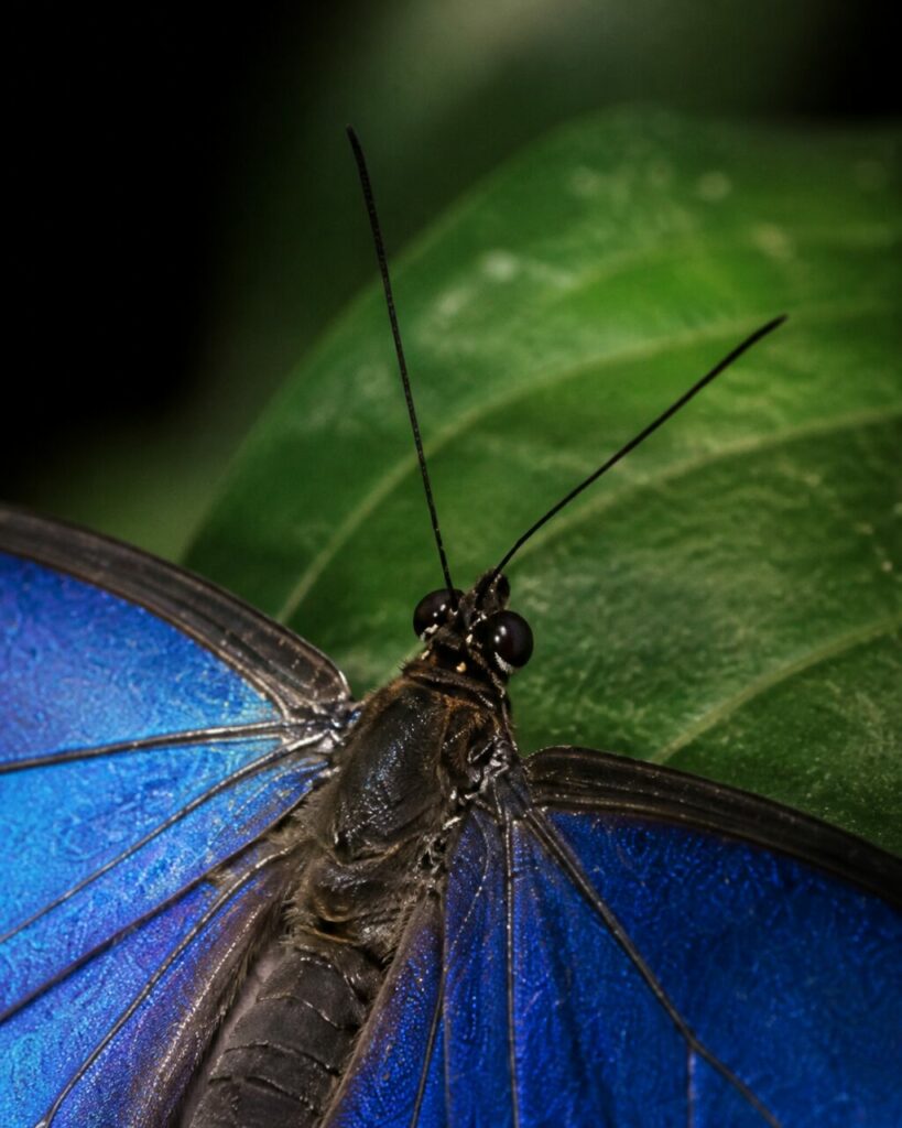 Dunkler Thorax mit filigranen Fühlern — Blauer Morphofalter