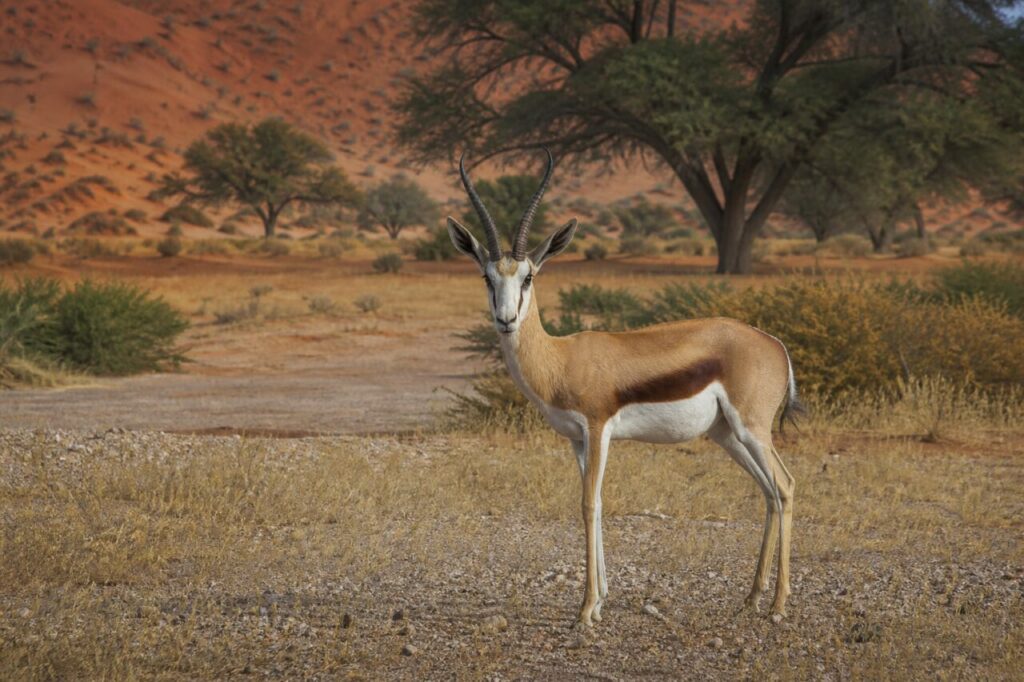 Zweifarbige Flanke — Springbock