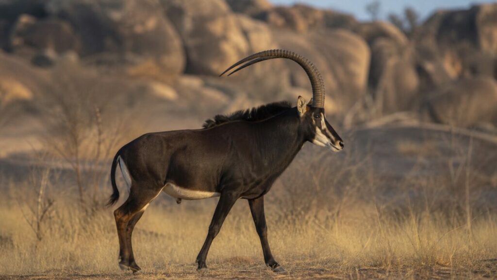 Säbelförmige Hörner — Rappenantilope
