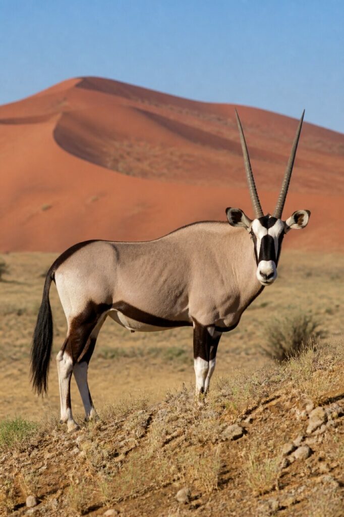 Kohlschwarze Flanke — Spießbock
