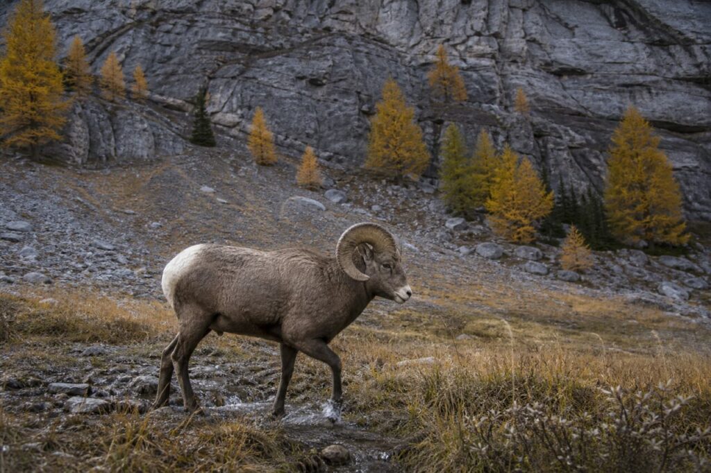 Alpiner Bachtritt — Dickhornschaf
