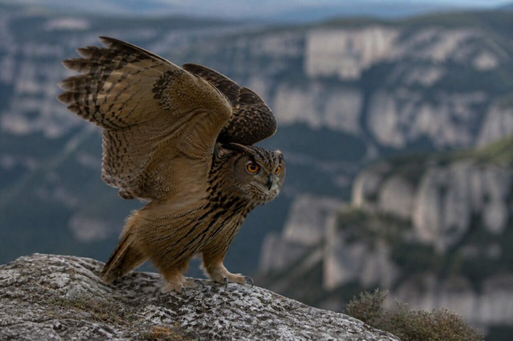 Mächtige Schwingen — Uhu