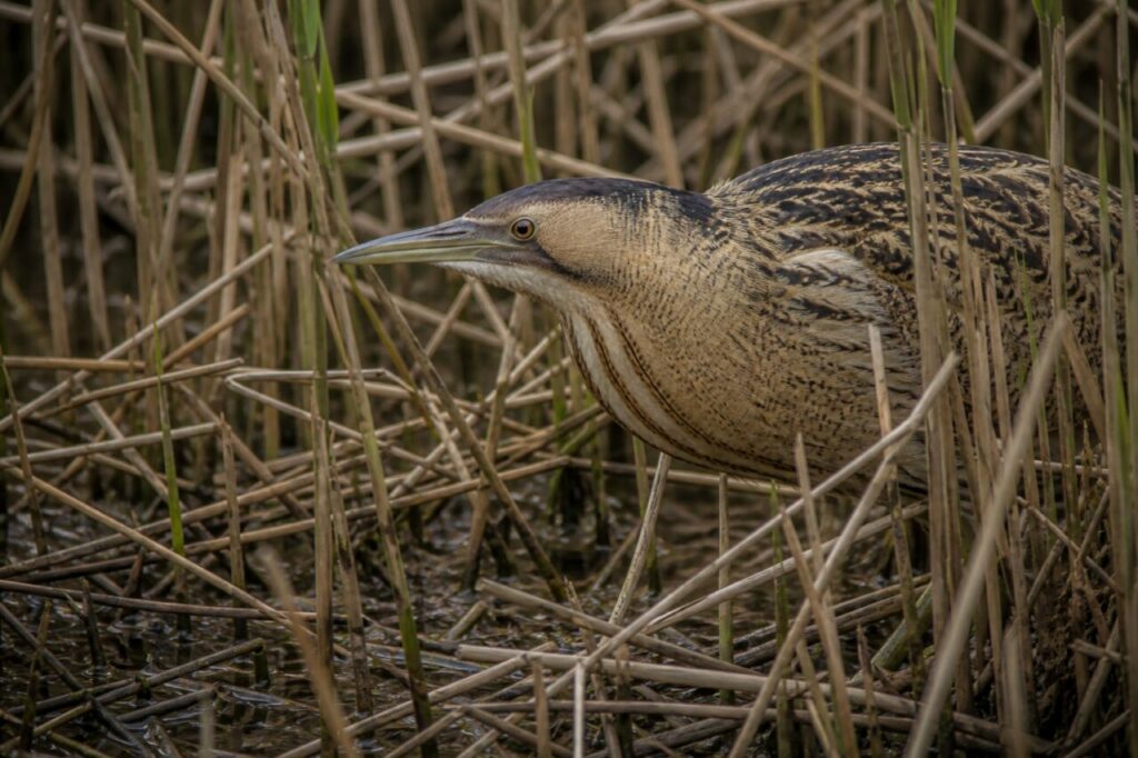 Geduckter Gang — Rohrdommel