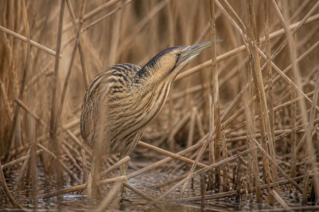 Geflutetes Röhricht — Rohrdommel
