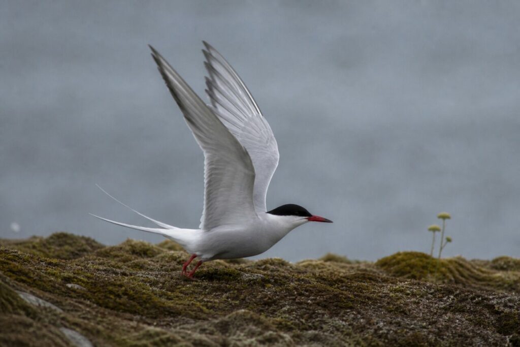Abflug — Küstenseeschwalbe