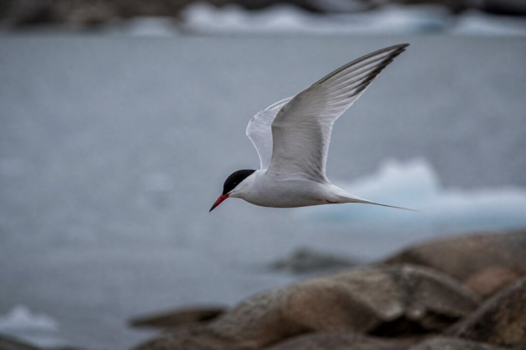 Gleitflug — Küstenseeschwalbe