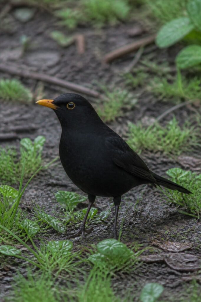 Augenring — Amsel