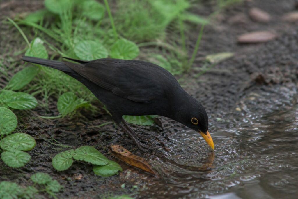 Schluck — Amsel