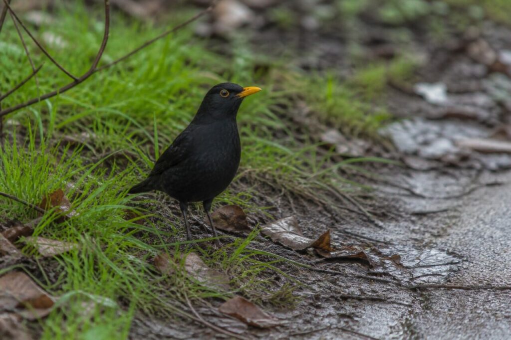 Steuerfedern — Amsel