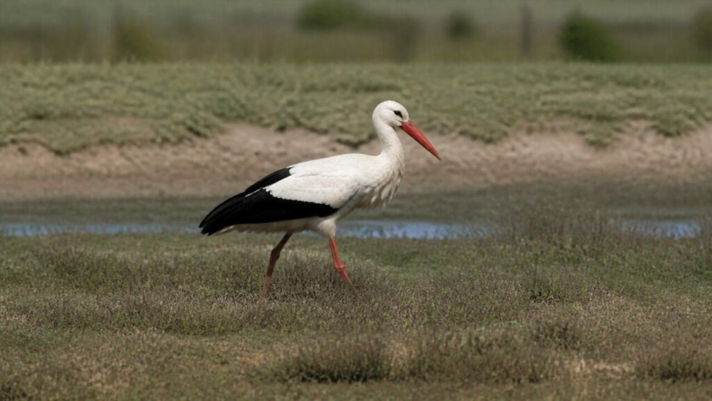 Wiesenwanderung — Weißstorch
