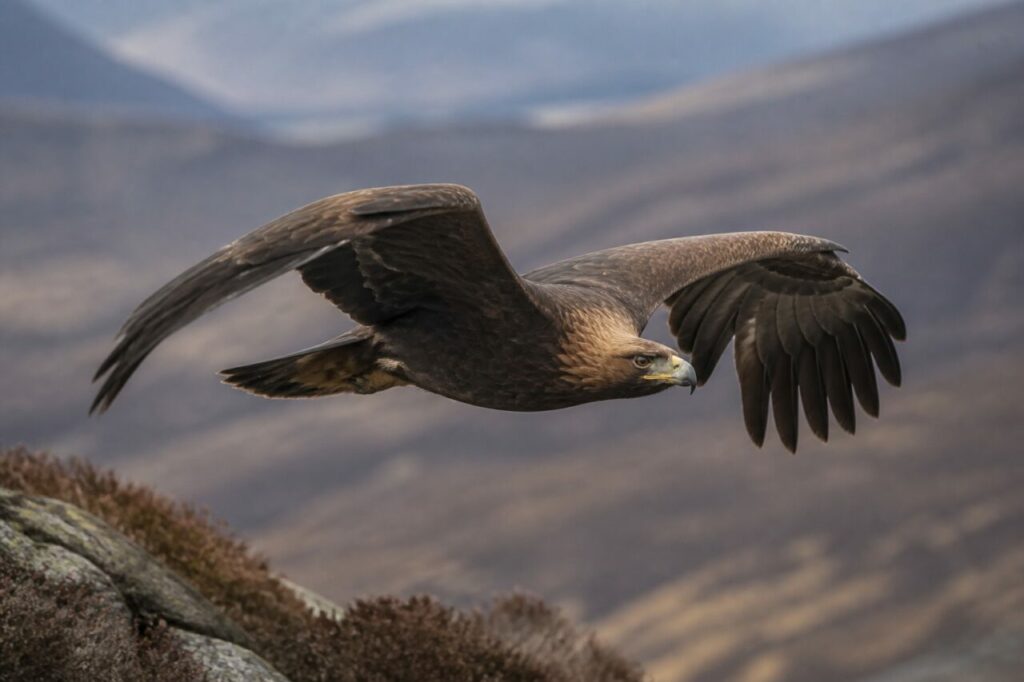 Aufgerichtete Schwingen — Steinadler