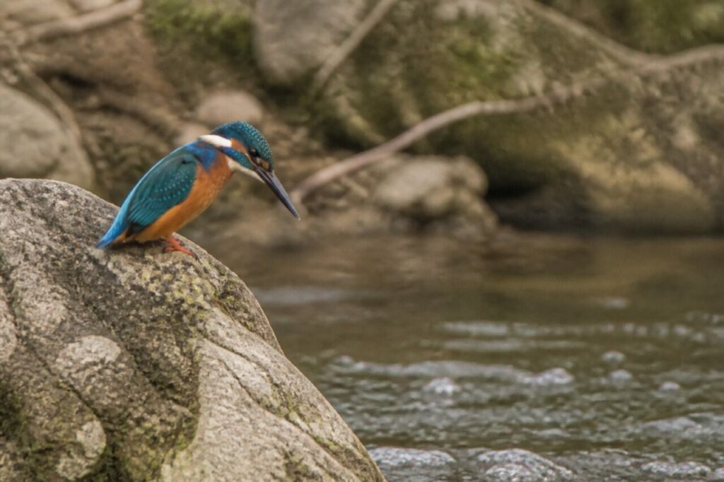 Bachwache — Eisvogel