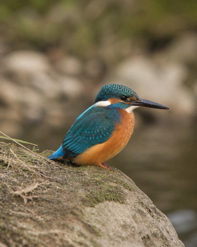 Azurblauer Rücken — Eisvogel