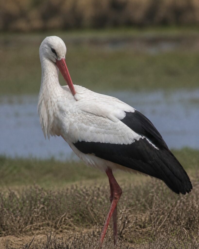 Gefiederpflege — Weißstorch