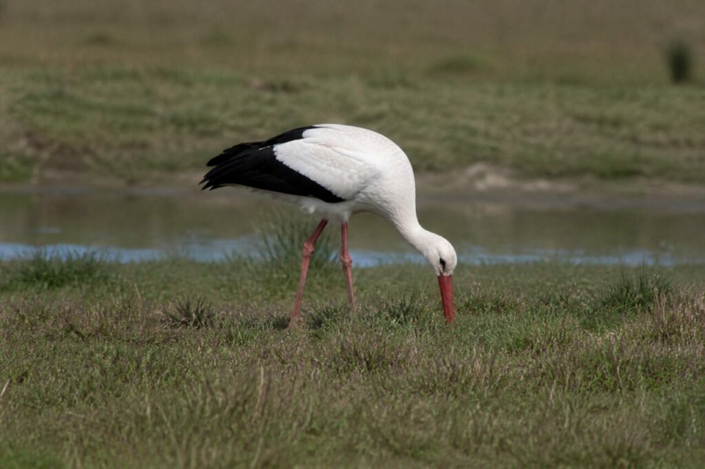 Schnabel gesenkt — Weißstorch